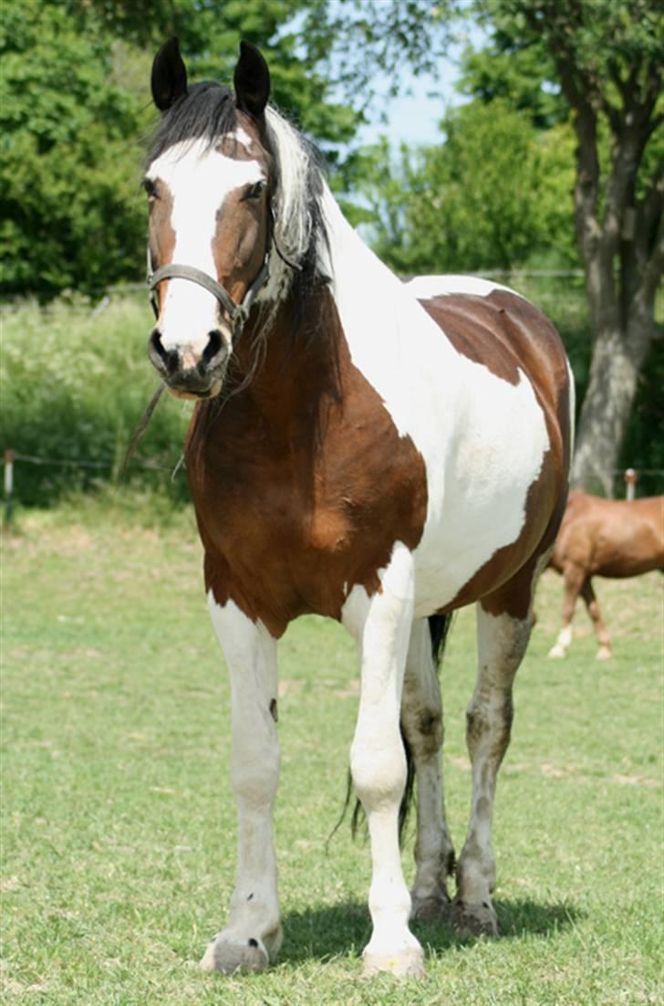 Anden særlig race Gosha (Solgt) billede 5