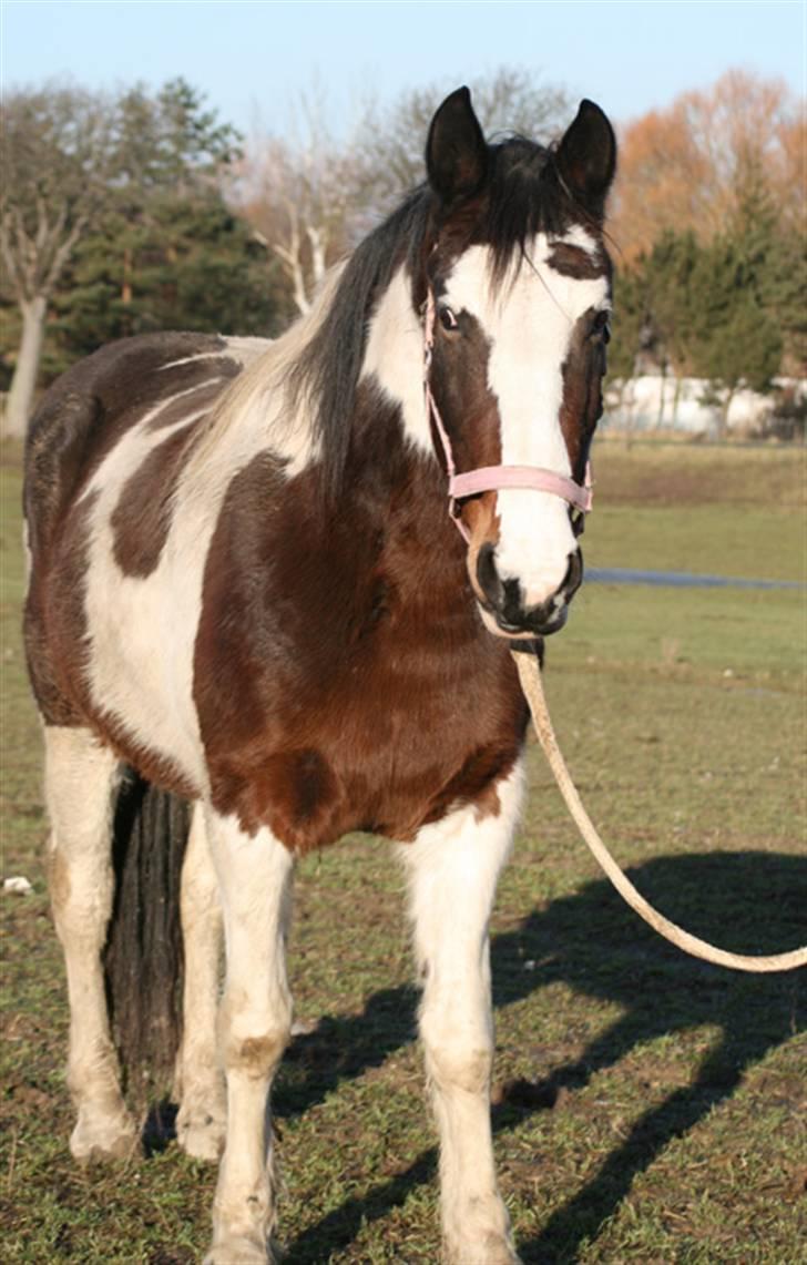 Anden særlig race Gosha (Solgt) billede 6