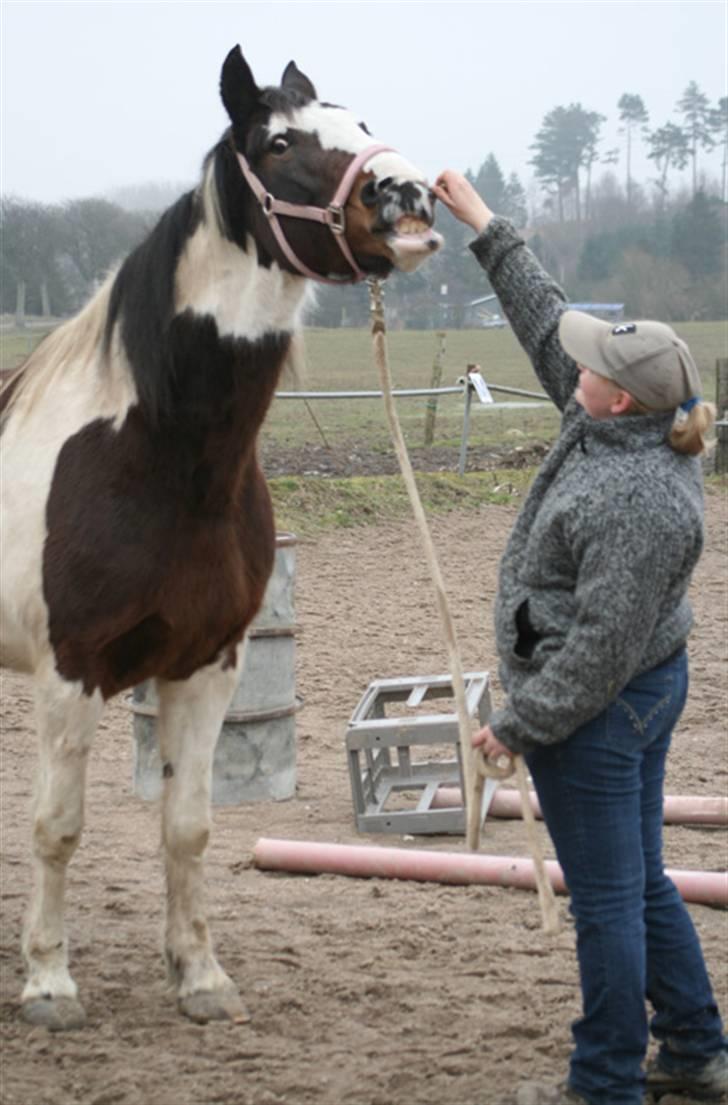 Anden særlig race Gosha (Solgt) billede 9