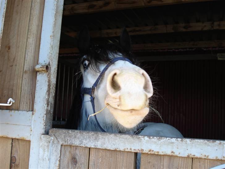 Irish Cob Mac Chass - chass anden gang jeg var ovre og besøge ham :D <3 billede 8