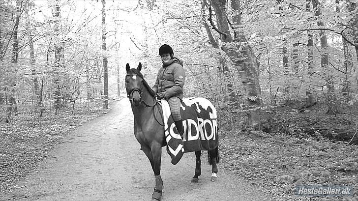 Hollandsk Sportspony Fabiola - DU ER EN ENER<3 der findes ikke andre som dig! billede 13