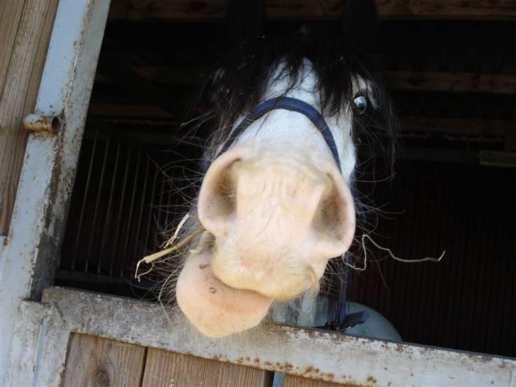 Irish Cob Mac Chass - anden gang ovre hos bebsen ;p billede 9