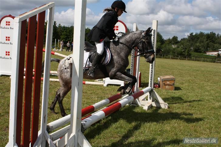 Amerikansk Pony springer SMOKY - 6) hejsa :o) hejsa :o) mig og smokey til stævne ude i hadsten og omgåens rideklub i en LD vi er på vej over det første spring kom fejlfri over. billede 6