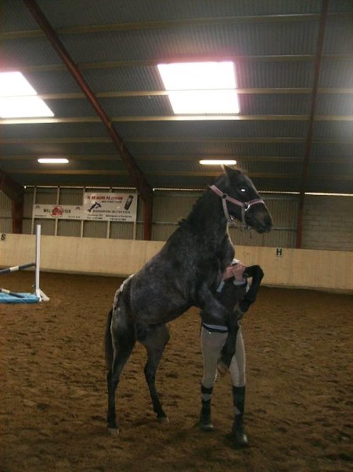 Amerikansk Pony springer SMOKY - 7) Er jeg ikke bare kær??? billede 7