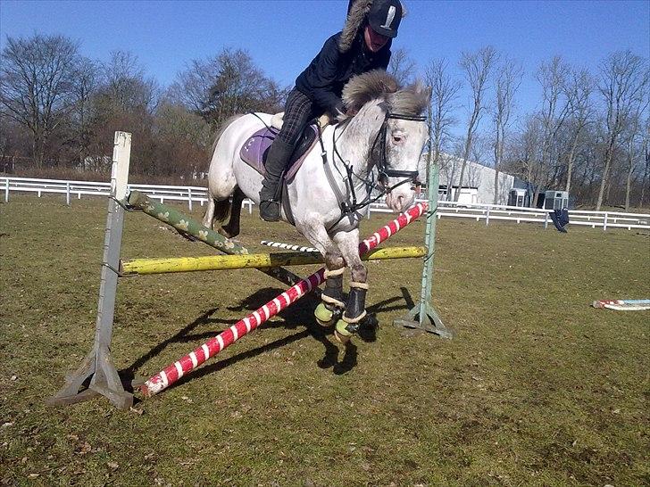 Hollandsk Sportspony Tiger - My soulmate<3 (Snoopy) - Min et og alt! billede 15