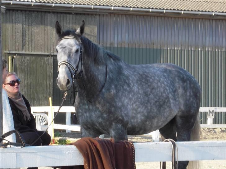 Dansk Varmblod Caezar <3 :'(  † RIP †  - Lille mand :D billede 17