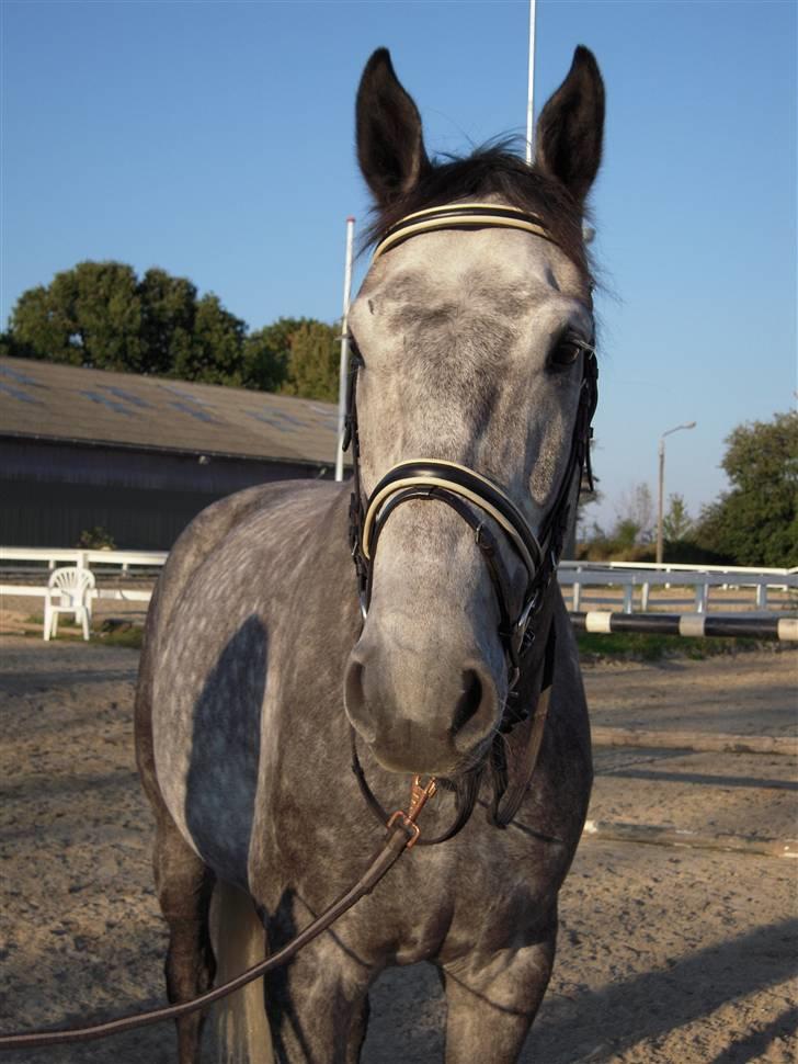 Dansk Varmblod Caezar <3 :'(  † RIP †  - Sød manse (; billede 18