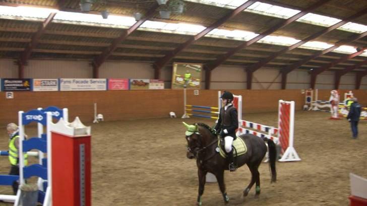 Anden særlig race Chestnut - C-stævne på Heste havens. billede 7