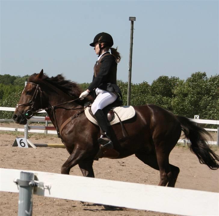 Anden særlig race Chestnut - Chestnut og jeg til stævne:) billede 8