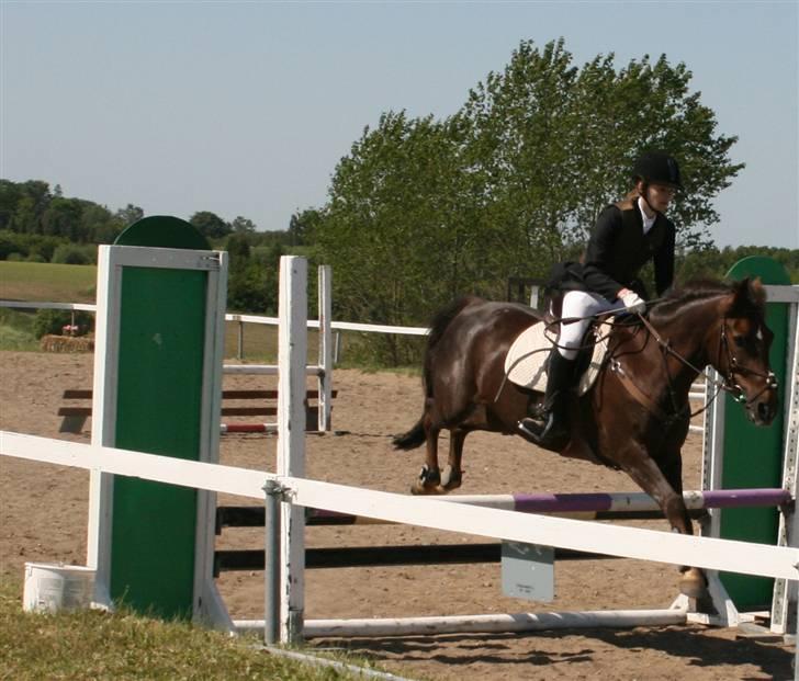 Anden særlig race Chestnut - Chestnut og jeg til stævne. billede 9
