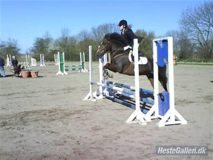 Anden særlig race Chestnut - Chestnut og jeg  springer på allerup gård:) billede 10