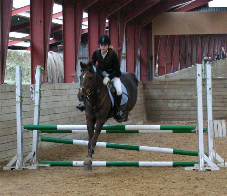 Anden særlig race Chestnut - Chestnut min dejlige spring pony!<3 billede 11