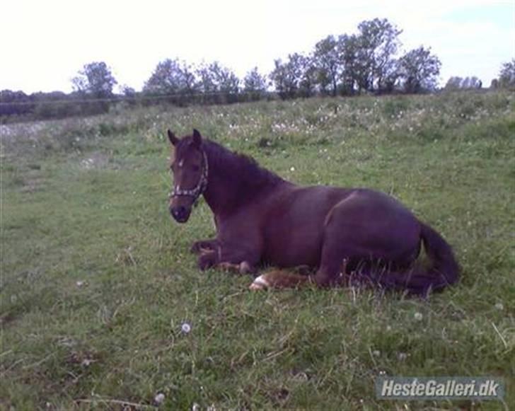 Anden særlig race Chestnut - Chestnut på sommer græs:) billede 12