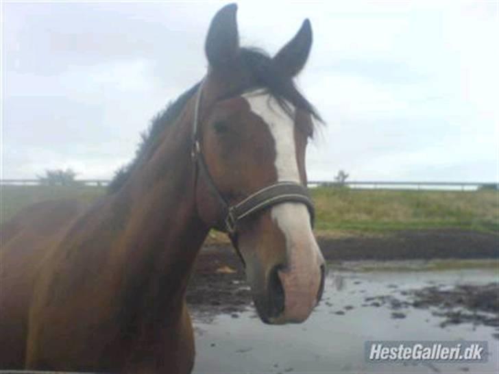 Polsk Varmblod kasia *R.I.P* billede 8