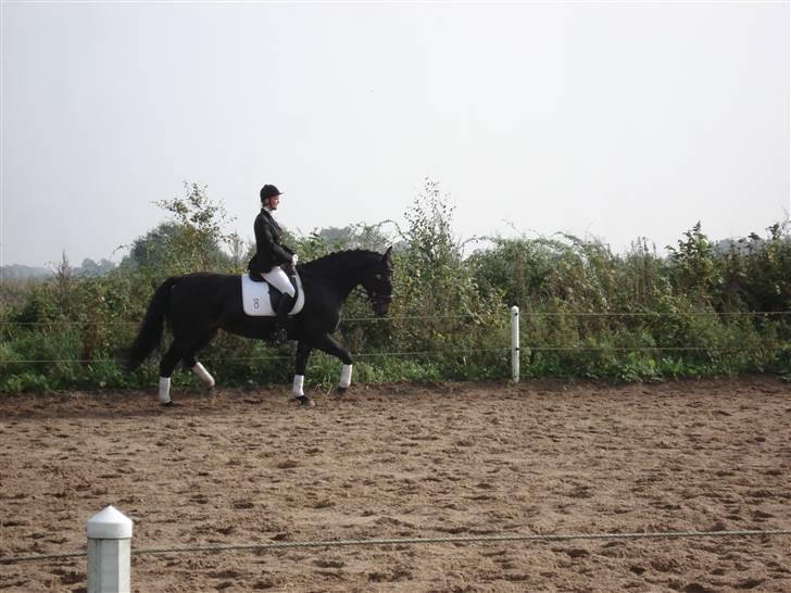 Oldenborg Brøndsteds Claudia billede 18