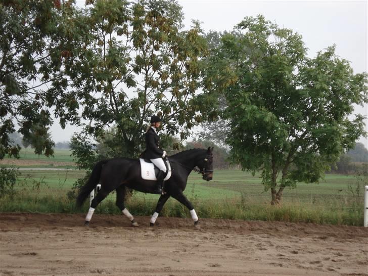 Oldenborg Brøndsteds Claudia billede 20