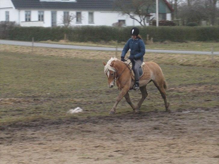 Anden særlig race Nemo Bit - velkommen til nemo´s profil (ridning den 22/2-09 foto: mor billede 9