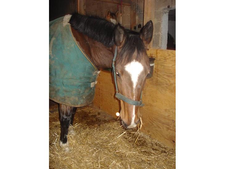 {{currentPhoto.altText}} billede {{currentPhoto.number}}