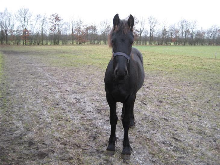 {{currentPhoto.altText}} billede {{currentPhoto.number}}