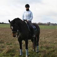 Dansk Varmblod ChacÂrels Imann *Tidl. lånehest*