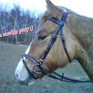 Anden særlig race Creamy (Gammel part)