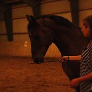 Anden særlig race Ib-Flemming foo fighter