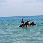 Anden særlig race Ib-Flemming foo fighter