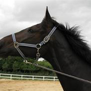 Anden særlig race Capt. Morgan