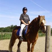 Irish Cob aidan