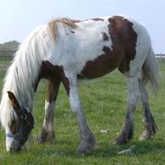 Tinker Piebald Irish Kiki