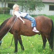 Anden særlig race Thor