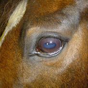 Fuldblod (XX) Foxontheline