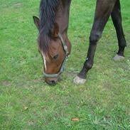 Fuldblod (XX) Foxontheline