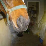 Fuldblod (XX) Foxontheline