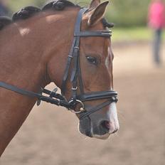 DSP Lundgårds Adonis 