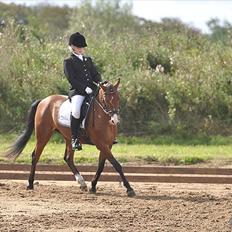 DSP Lundgårds Adonis 