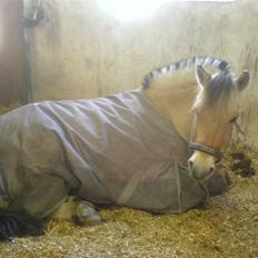 Fjordhest Milo *SOLGT*