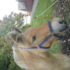 Fjordhest Milo *SOLGT*