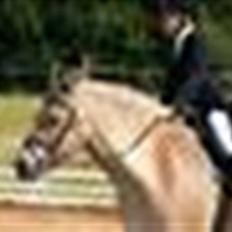 Fjordhest Milo *SOLGT*