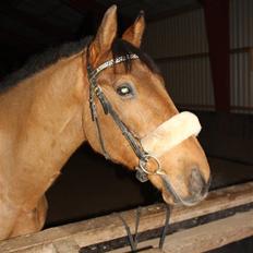 Anden særlig race Santos gammel lånehest 