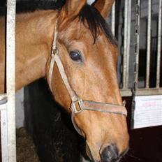 Anden særlig race Santos gammel lånehest 