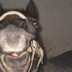 Anden særlig race Brune R.I.P. 08-10-12