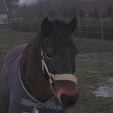 Anden særlig race Brune R.I.P. 08-10-12