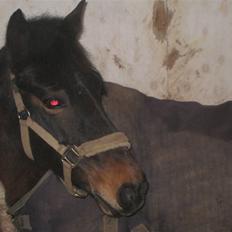 Anden særlig race Brune R.I.P. 08-10-12