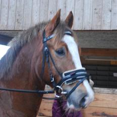 Anden særlig race Pyx Diamond * SOLGT*