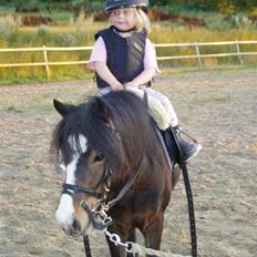 Anden særlig race Dina