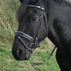 Frieser Jouke (Solgt)