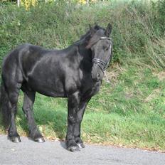 Frieser Jouke (Solgt)