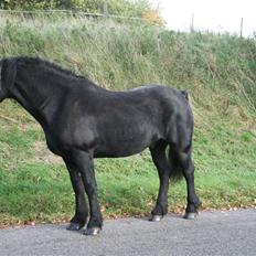 Frieser Jouke (Solgt)