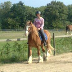 Irish Cob aidan